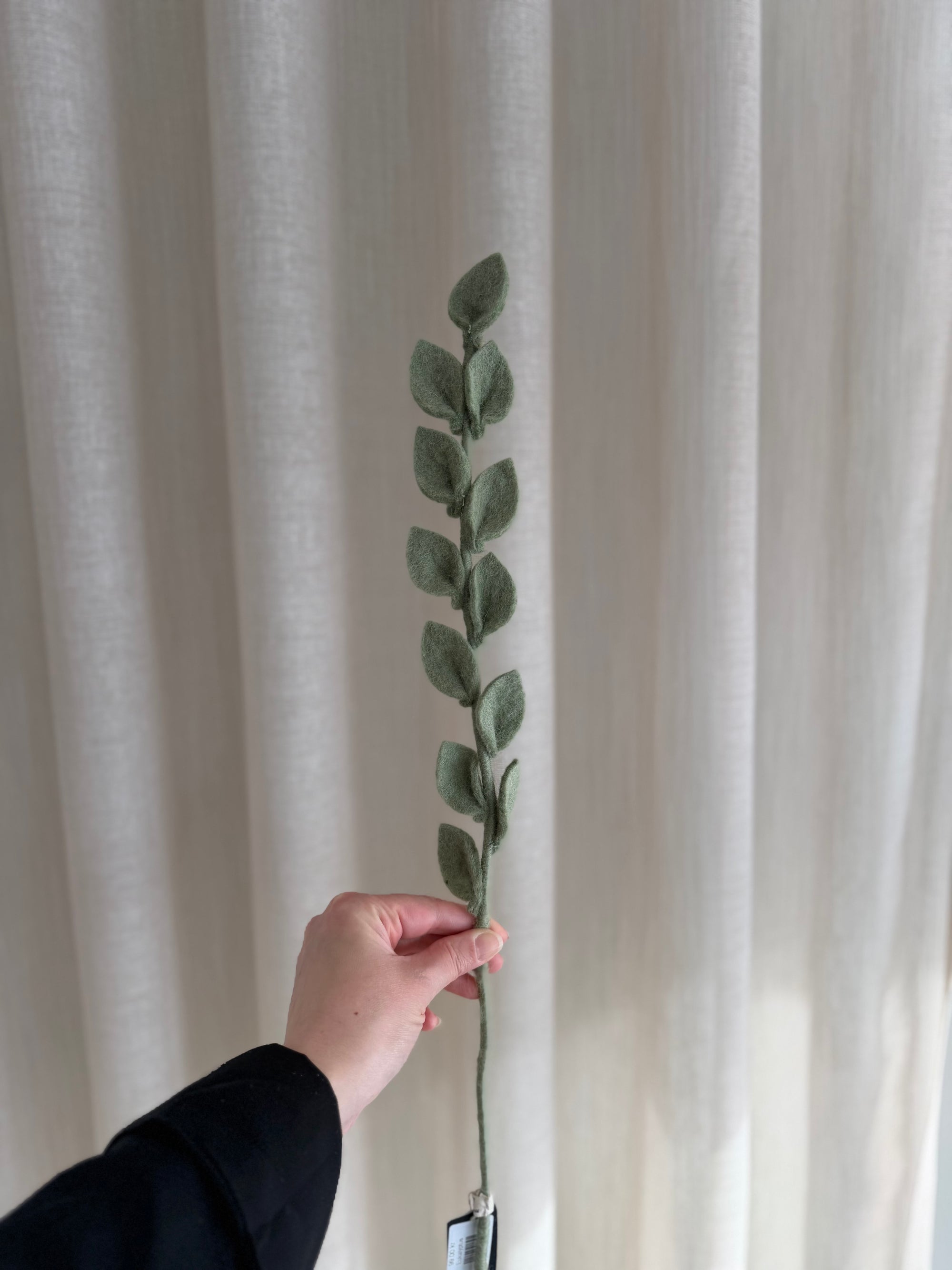 Eukalyptus