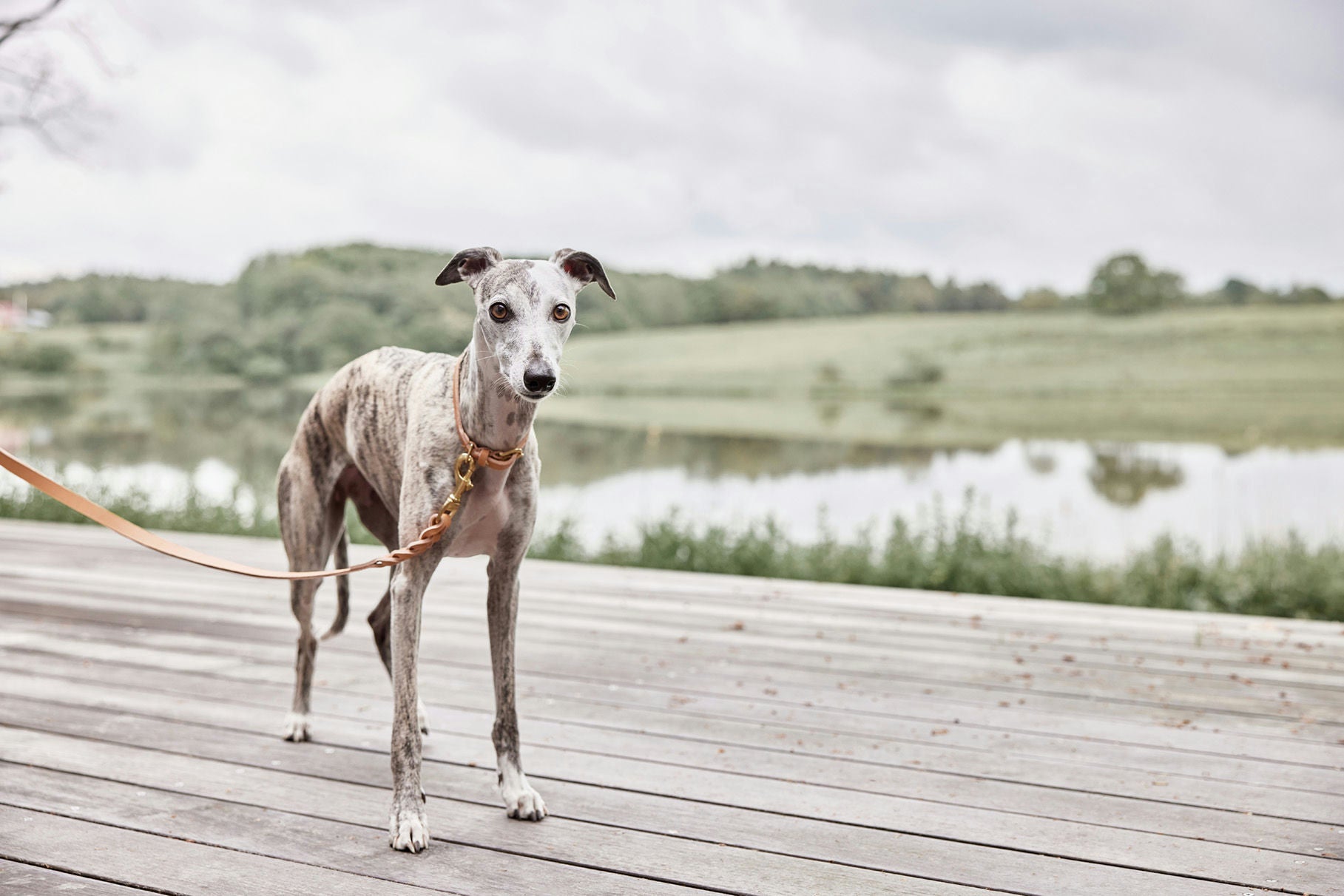 Hundhalsband - Robin